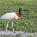 Jabiru - Photo (c) Greg Lasley, some rights reserved (CC BY-NC), uploaded by Greg Lasley