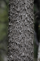 Cadellia pentastylis