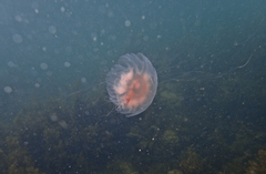 Cyanea annaskala
