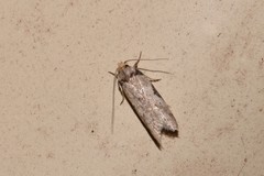 Philobota transversella