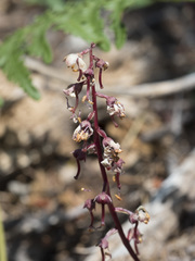 Pyrola crypta