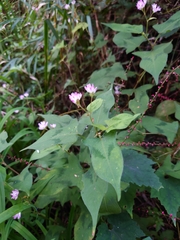 Persicaria thunbergii