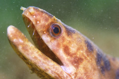 Gymnothorax reevesii