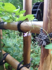 Amphicarpaea edgeworthii