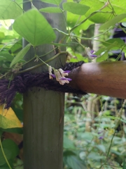 Amphicarpaea edgeworthii