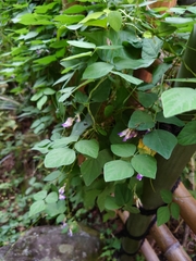 Amphicarpaea edgeworthii