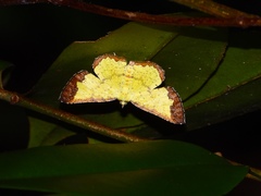 Corymica latimarginata