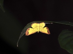 Corymica latimarginata