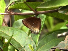 Elymnias panthera