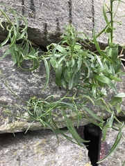Campanula rotundifolia