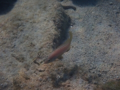 Epinephelus costae