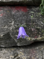 Campanula rotundifolia