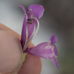 Penstemon parvulus
