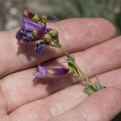 Penstemon parvulus