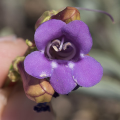 Penstemon parvulus