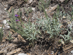 Penstemon parvulus