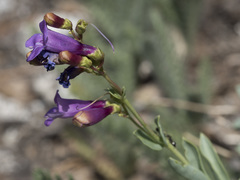 Penstemon parvulus