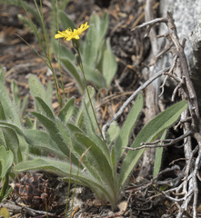 Hieracium greenei