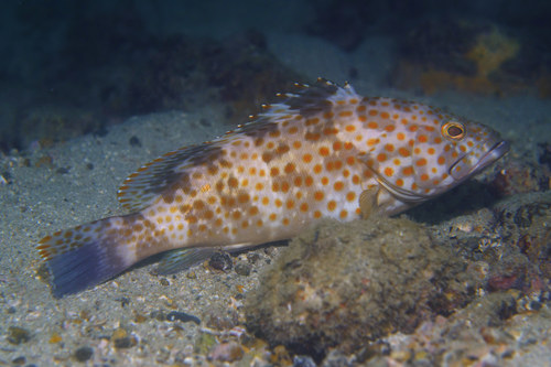 Epinephelus bleekeri (Vaillant, 1878)
