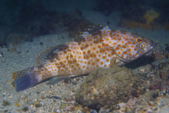 Epinephelus bleekeri