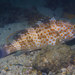 Duskytail Grouper - Photo (c) Gomen See, some rights reserved (CC BY-NC), uploaded by Gomen See