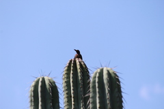 Melanerpes