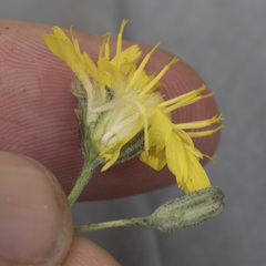 Hieracium greenei