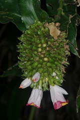 Costus lucanusianus