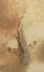 Centrogenyidae