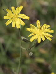 Hieracium greenei