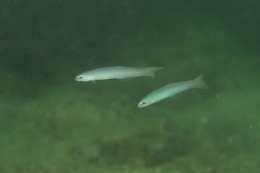 Ptereleotris microlepis