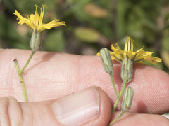 Hieracium greenei
