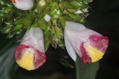 Costus lucanusianus