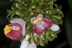 Costus lucanusianus