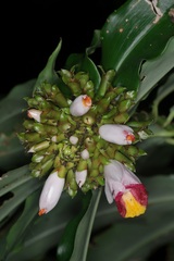 Costus lucanusianus