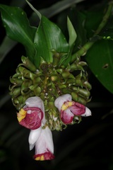 Costus lucanusianus