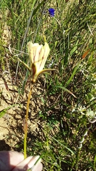 Monsonia speciosa