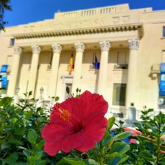 Hibiscus rosa-sinensis