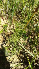 Monsonia speciosa