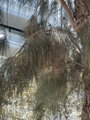 Allocasuarina