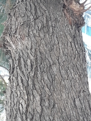 Allocasuarina