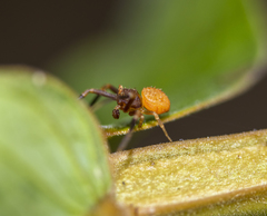 Thomisus onustus
