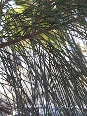Allocasuarina