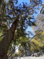 Allocasuarina