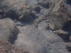 Epinephelus costae