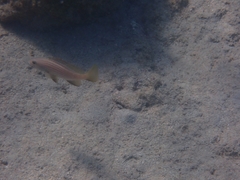 Epinephelus costae