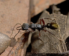 Myrmecia chrysogaster