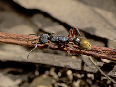 Myrmecia chrysogaster