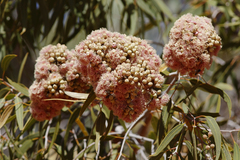 Corymbia terminalis