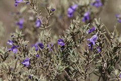 Eremophila bowmanii